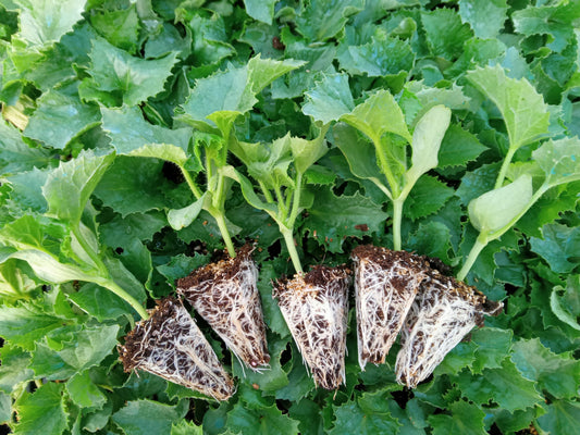 Kavun Tohumu