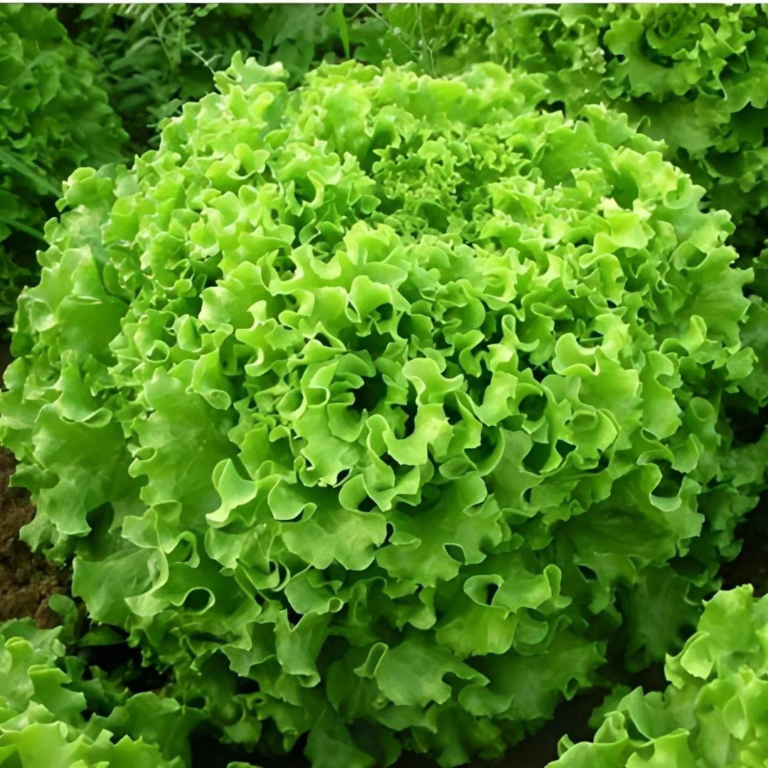 Kıvırcık Marul Tohumu (Maritima)