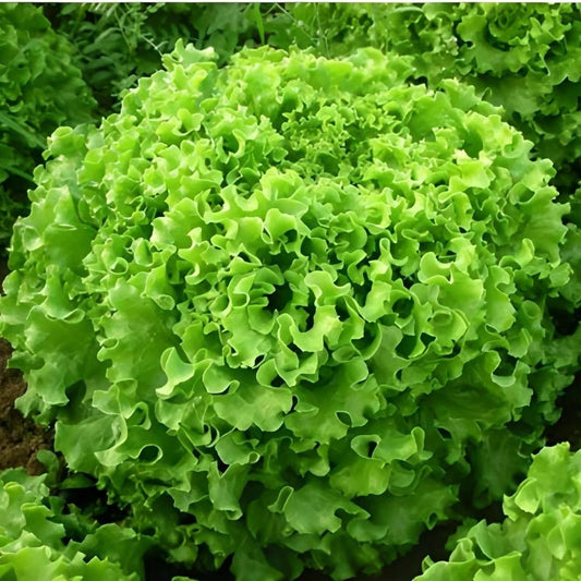 Kıvırcık Marul Tohumu (Maritima)