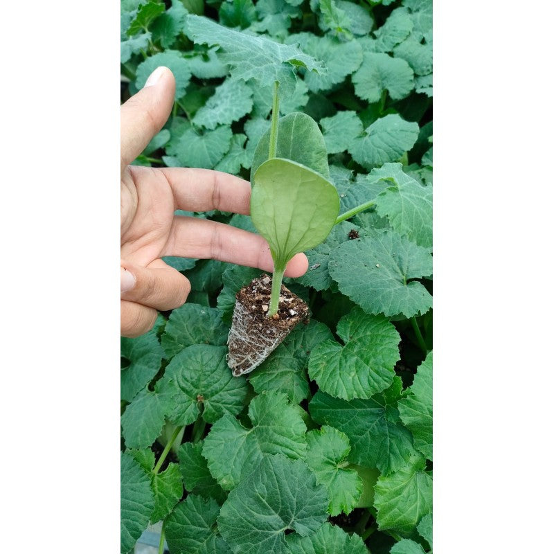 Dolmalık Kabak Tohumu