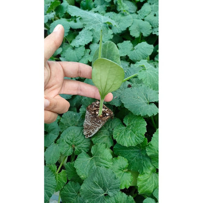 Dolmalık Kabak Tohumu